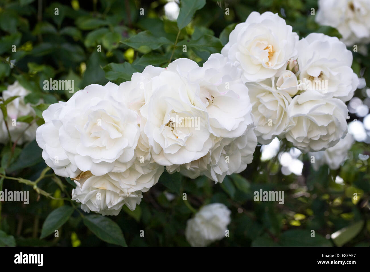 Rosa 'Snow Goose'. Rambling Rose dans un jardin anglais. Banque D'Images