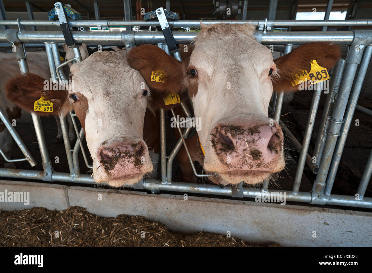 L'alimentation des vaches laitières à la clôture en stabulation libre moderne, Bavière, Allemagne Banque D'Images