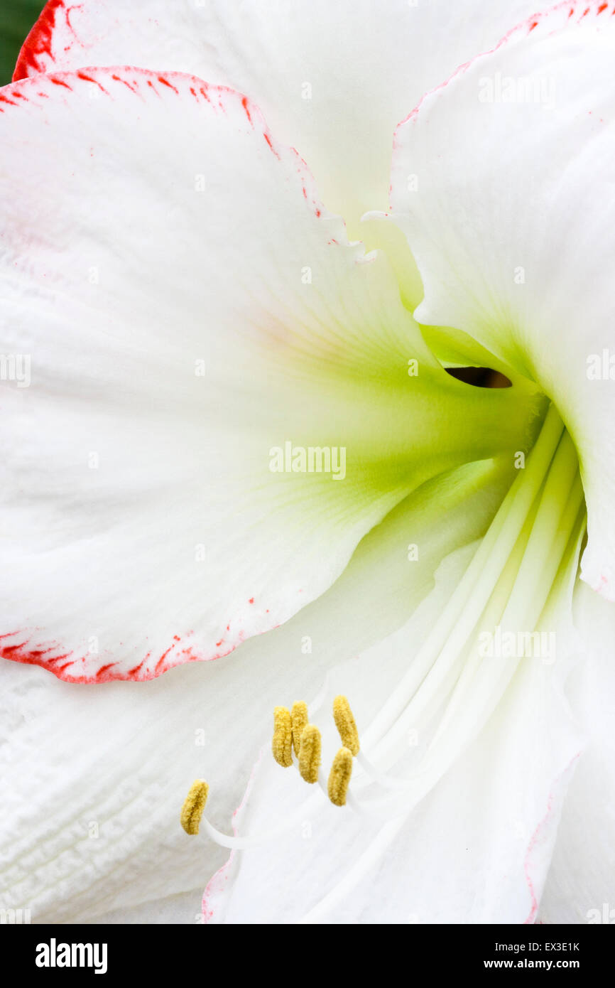 Lys Blanc, Close up de la fleur, pétales de remplir l'écran, à la stigmatisation et le pollen des étamines couvertes. Banque D'Images