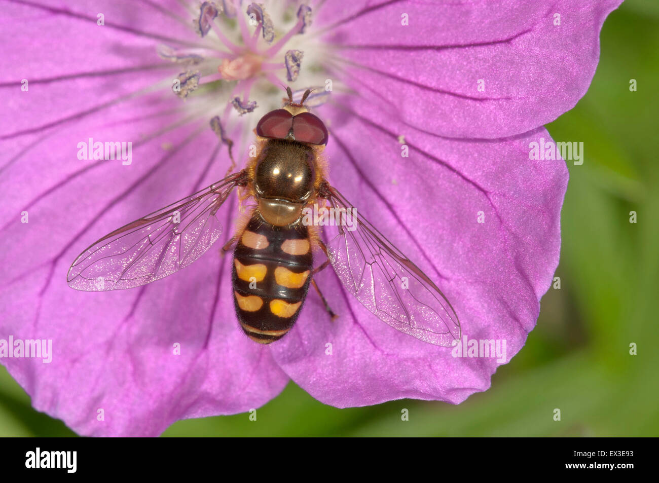 Syrphe Laponie (Lapposyrphus lapponicus) se nourrissant de bloody géranium (Geranium sanguineum) fleur, Bade-Wurtemberg Banque D'Images