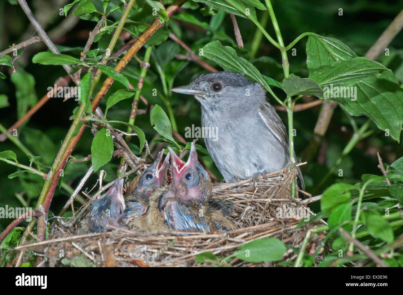 Eurasian blackcap (Sylvia atricapilla), homme, en nid avec l'envol, Bade-Wurtemberg, Allemagne Banque D'Images