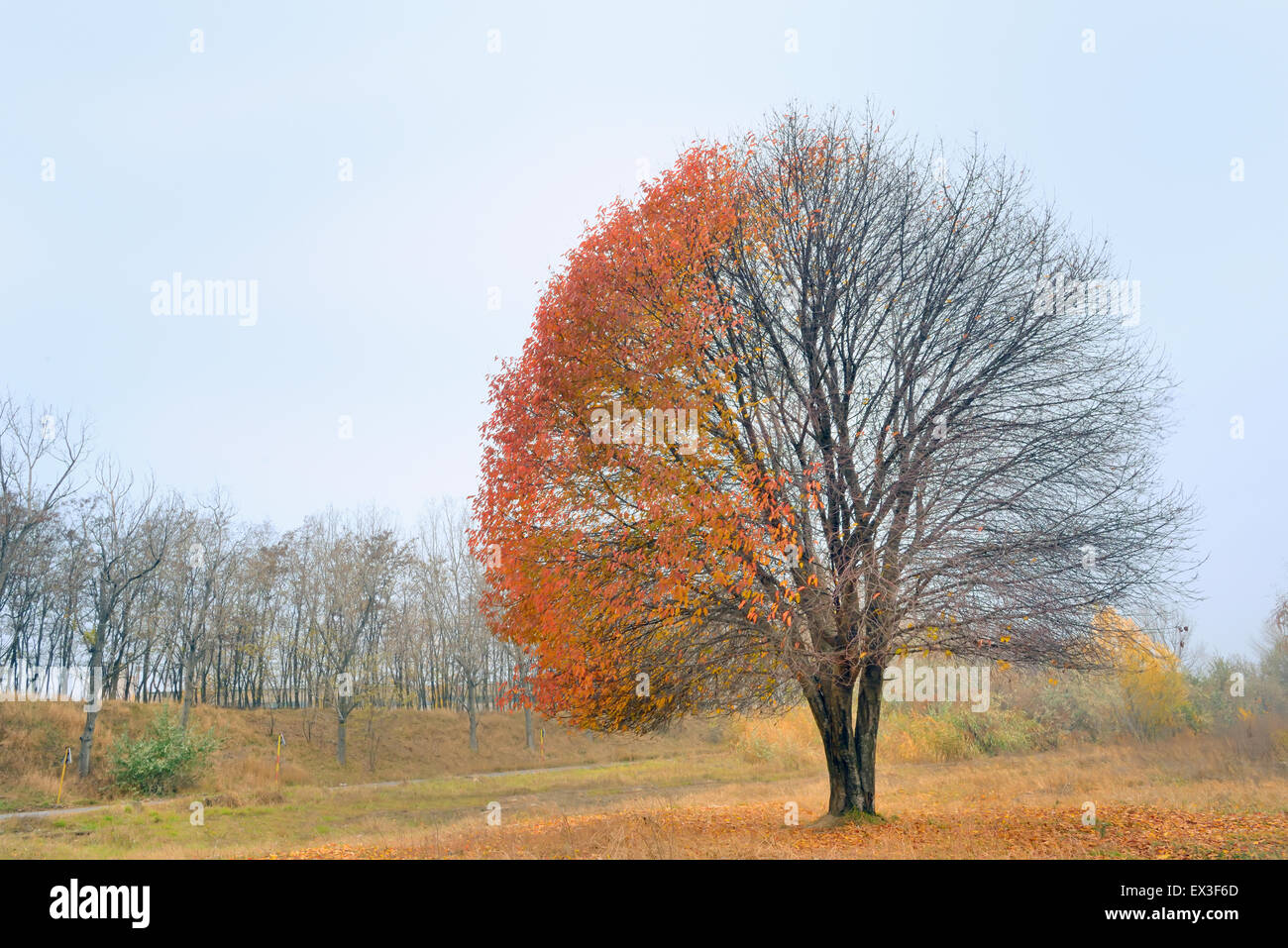 Panorama. Belle solitaire arbre d'automne. Paysage d'automne. Banque D'Images