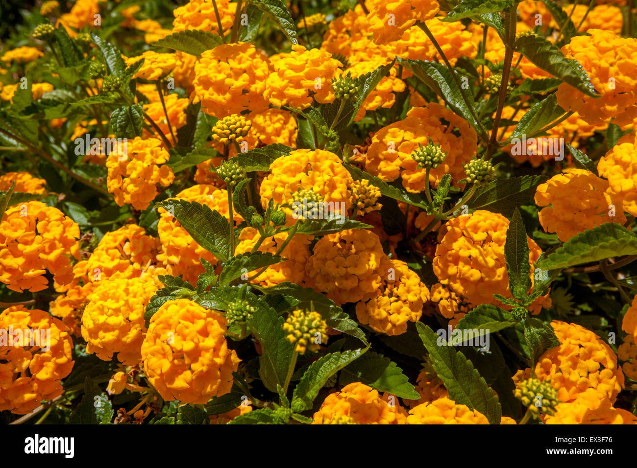 Orange Lantana camara Crète, Grèce fleurs Banque D'Images