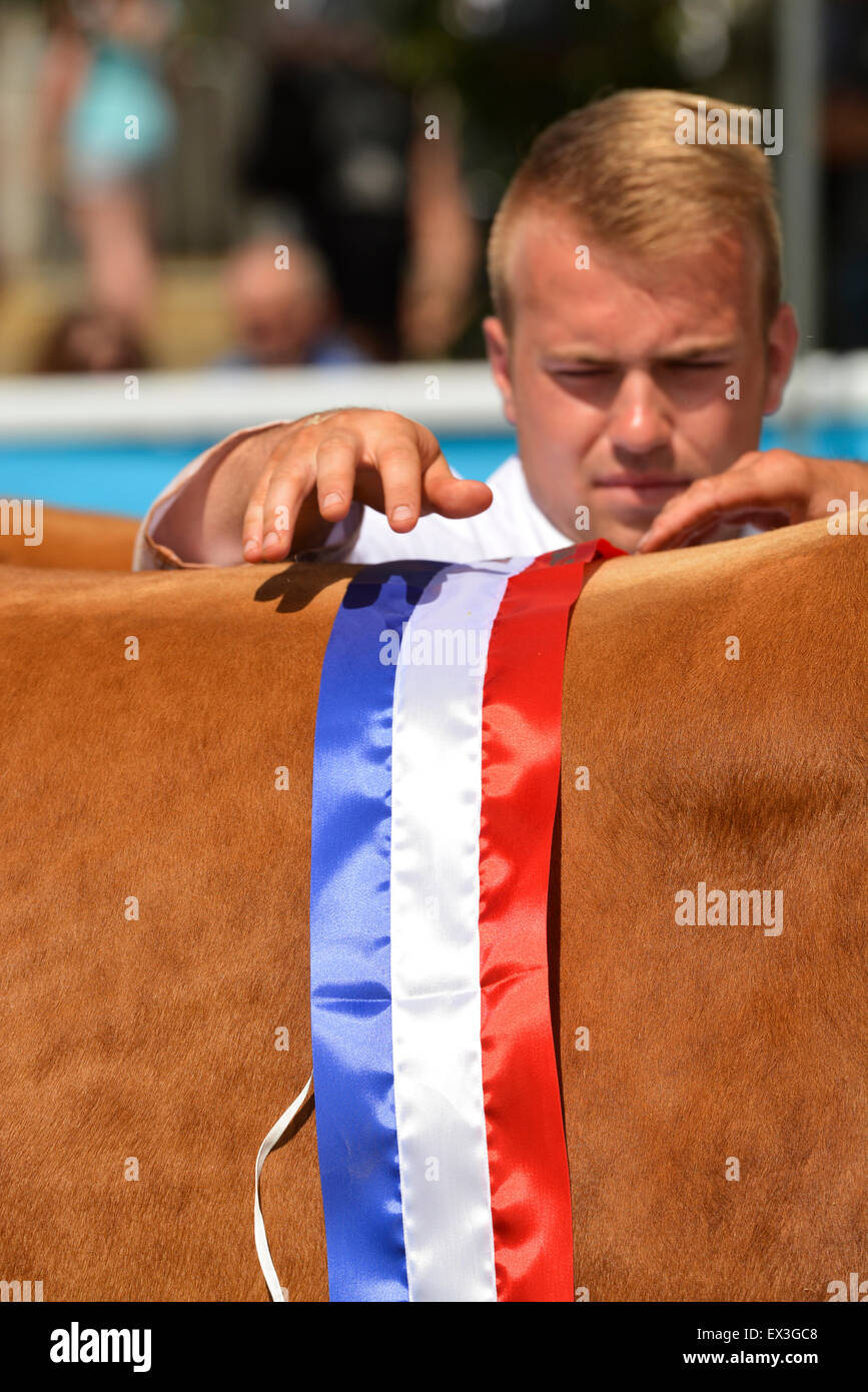 Mettre sur la ceinture de championnat au Limousin champion Royal Welsh Show, Builth Wells, le Pays de Galles. Banque D'Images