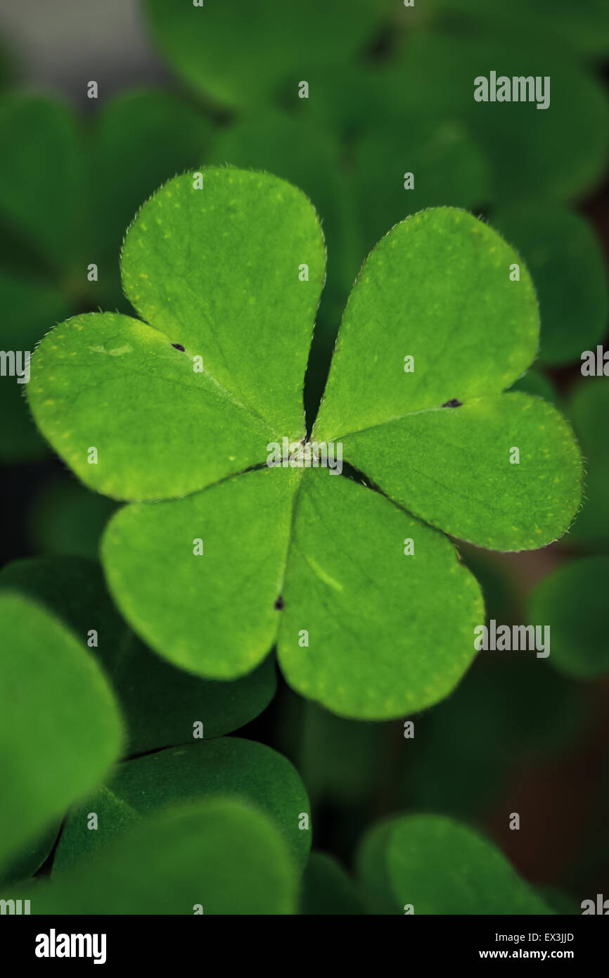 Close-up of three leaf clover. La verticale. Banque D'Images