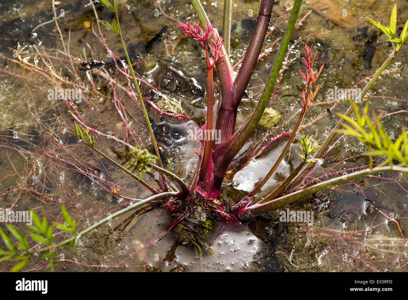 Apiaceae CICUTA VIROSA cicutaire Poison poison hemlock pruche de l'eau est très toxique dans l'eau, toutes les parties de la plante h Banque D'Images