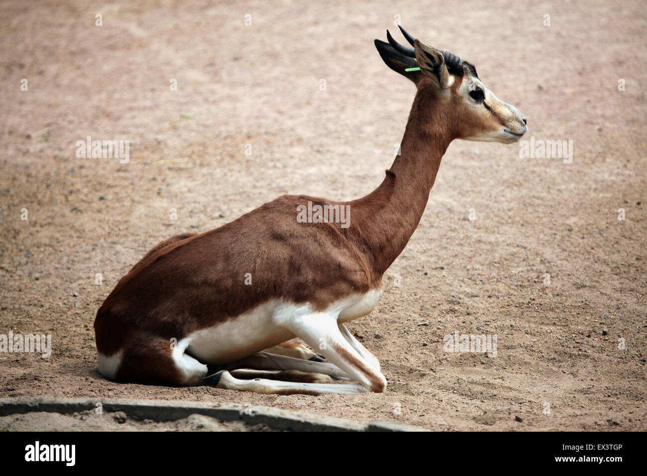 Gazelle de Mhorr Nanger dama mhorr () au zoo de Francfort à Francfort am Main, Hesse, Allemagne. Banque D'Images