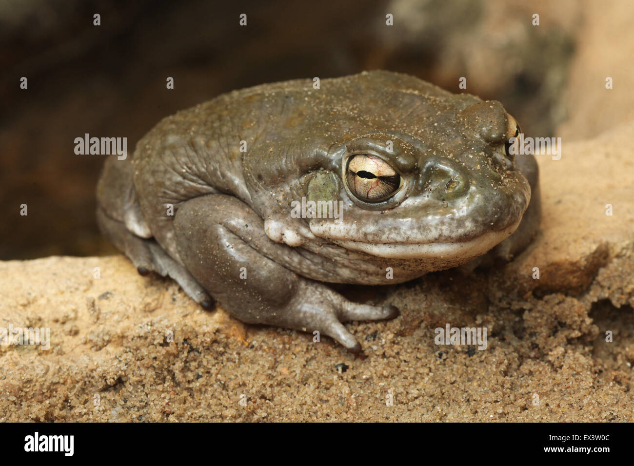 Colorado river toad (Incilius alvarius), également connu sous le nom de désert de Sonora toad à zoo de Francfort à Francfort en Allemagne. Banque D'Images