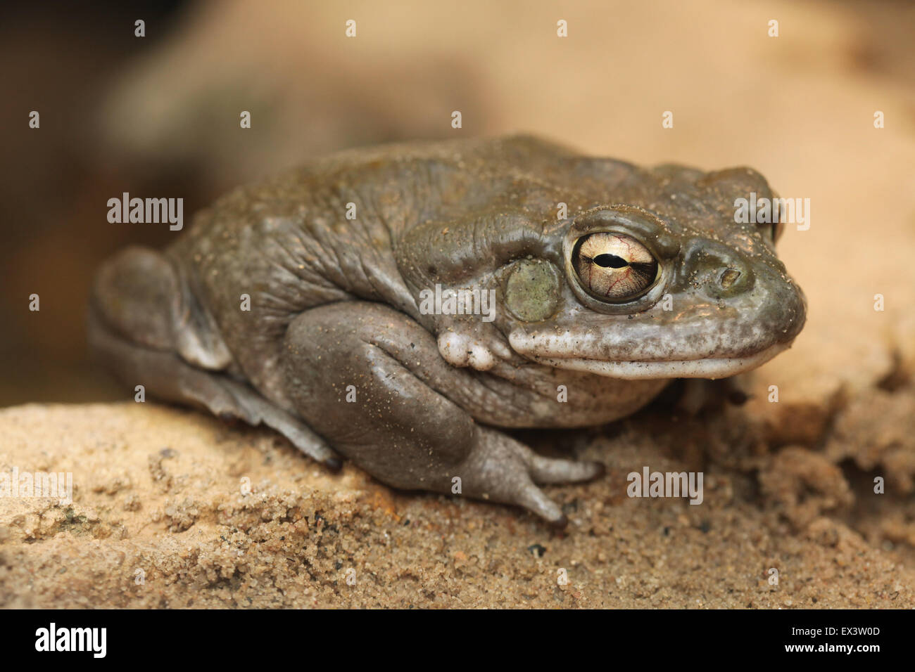 Colorado river toad (Incilius alvarius), également connu sous le nom de désert de Sonora toad à zoo de Francfort à Francfort en Allemagne. Banque D'Images