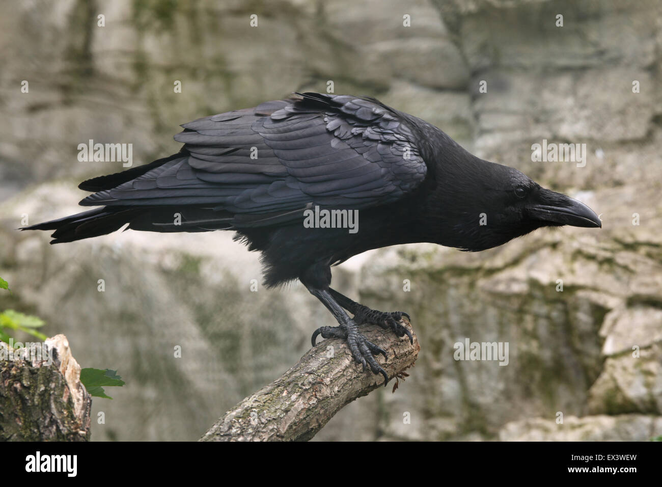 Grand corbeau (Corvus corax) au zoo de Francfort à Francfort am Main, Hesse, Allemagne. Banque D'Images