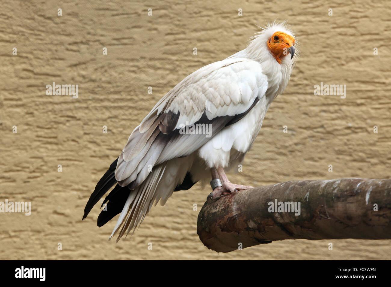 Percnoptère (Neophron percnopterus), également connu sous le nom de vautour charognard blanc au zoo de Francfort, Allemagne. Banque D'Images