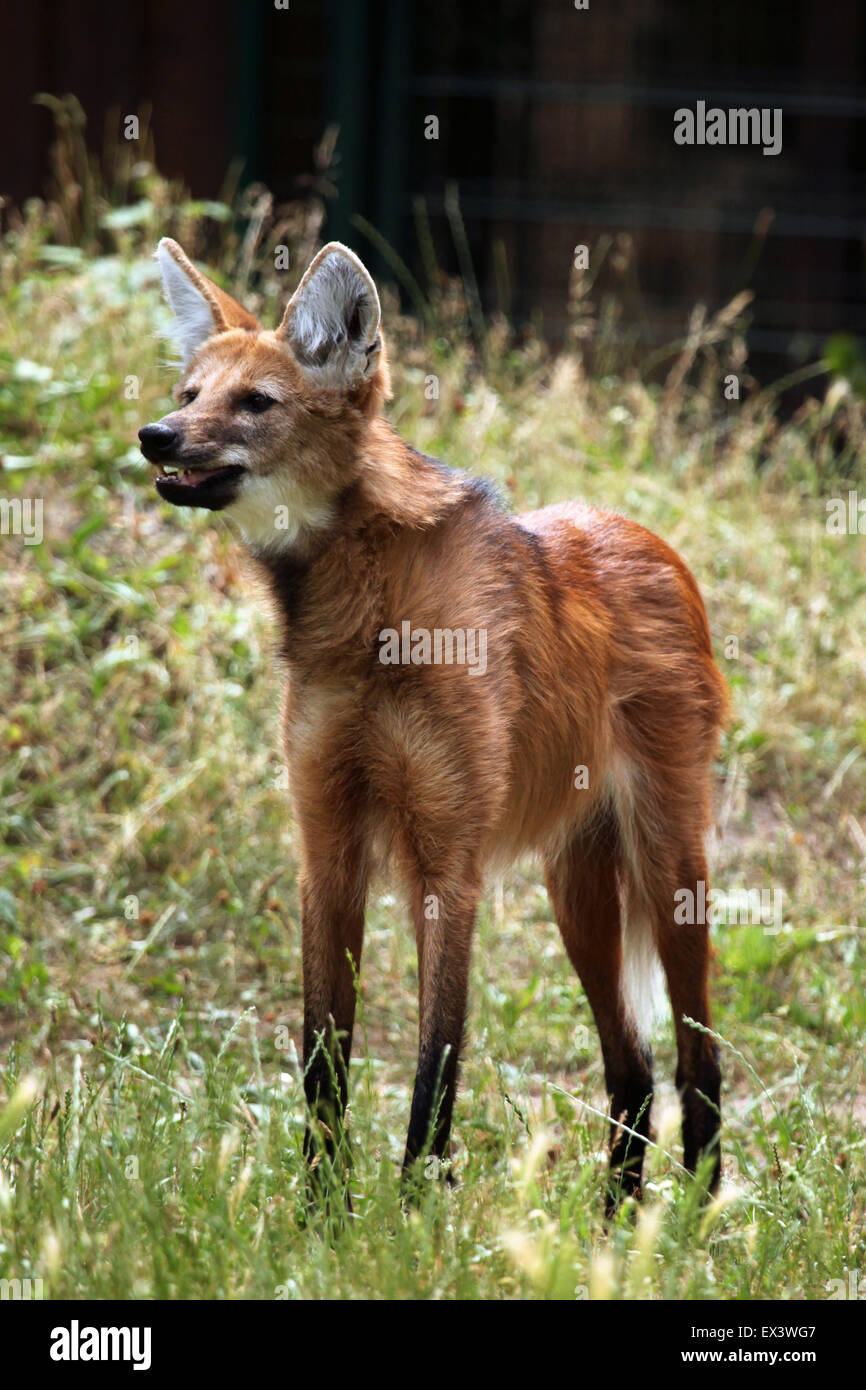 Le Loup A Criniere Chrysocyon Brachyurus Au Zoo De Francfort A Francfort Am Main Hesse Allemagne Photo Stock Alamy