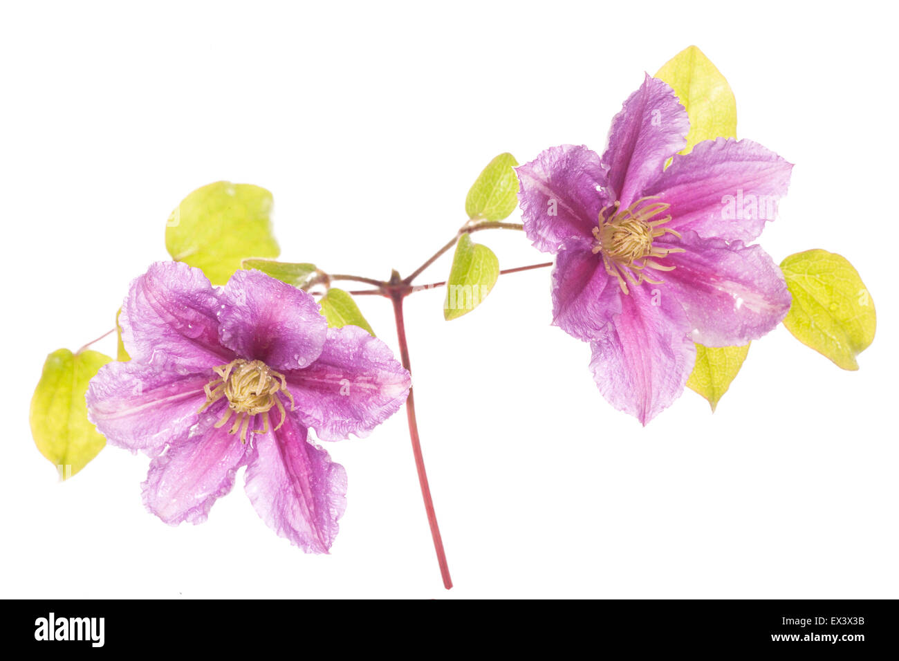 Clematis purple flower silhouette studio Banque D'Images