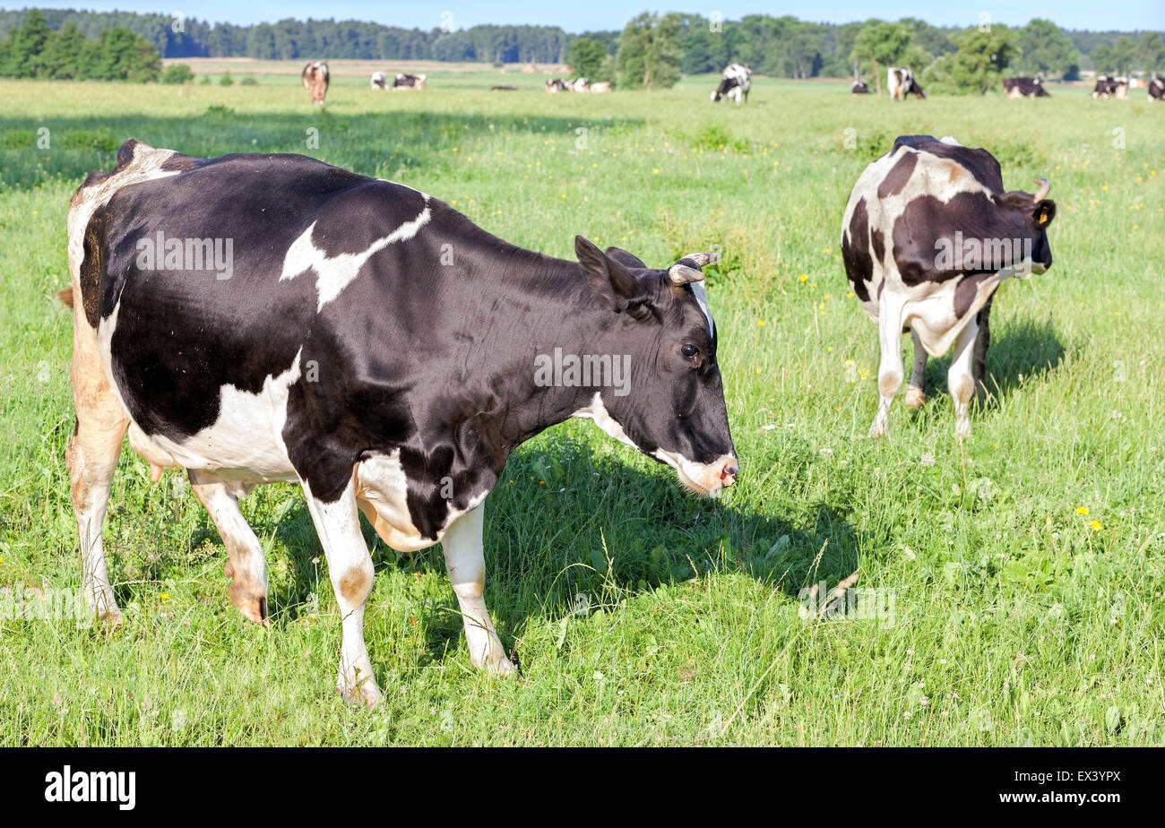 Les vaches de pâturage sur un champ d'été vert pâturage, en Pologne. Banque D'Images