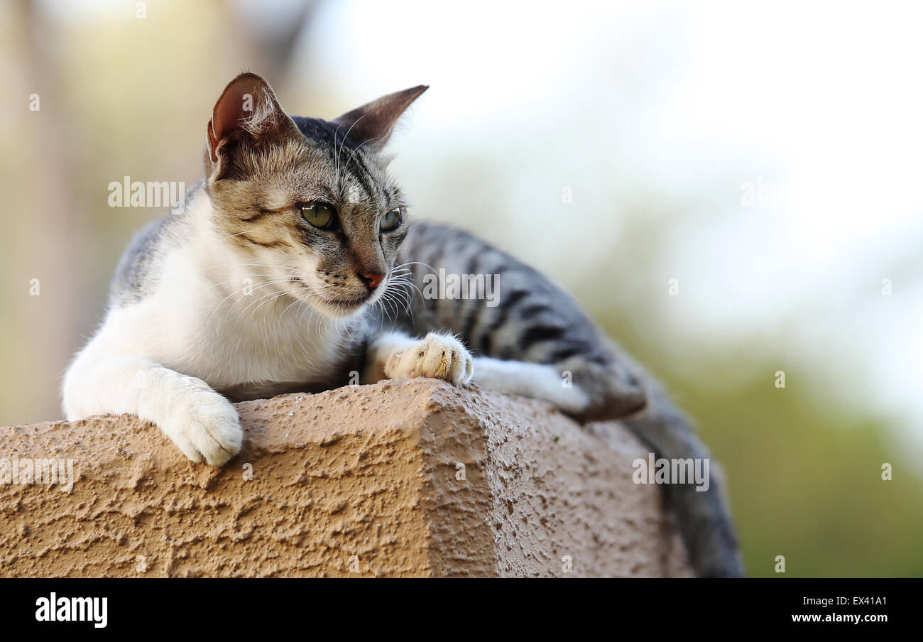 Stray Cat dans une humeur mélancolique, au Heritage Park, Abu Dhabi Banque D'Images