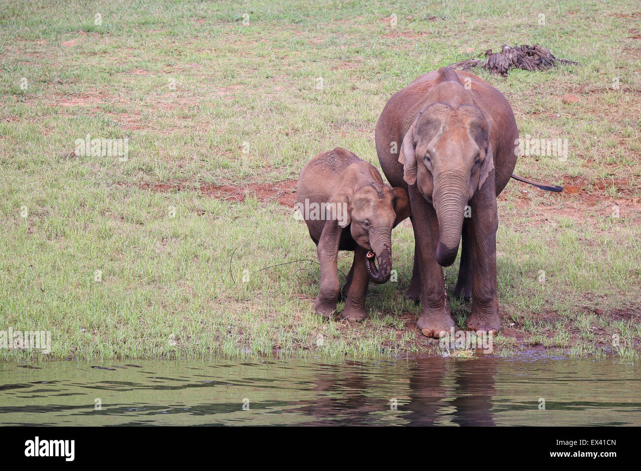 L'éléphant indien et du veau de l'eau potable à Thekkady Sanctuaire de la vie sauvage dans la région de Kerala, Inde Banque D'Images