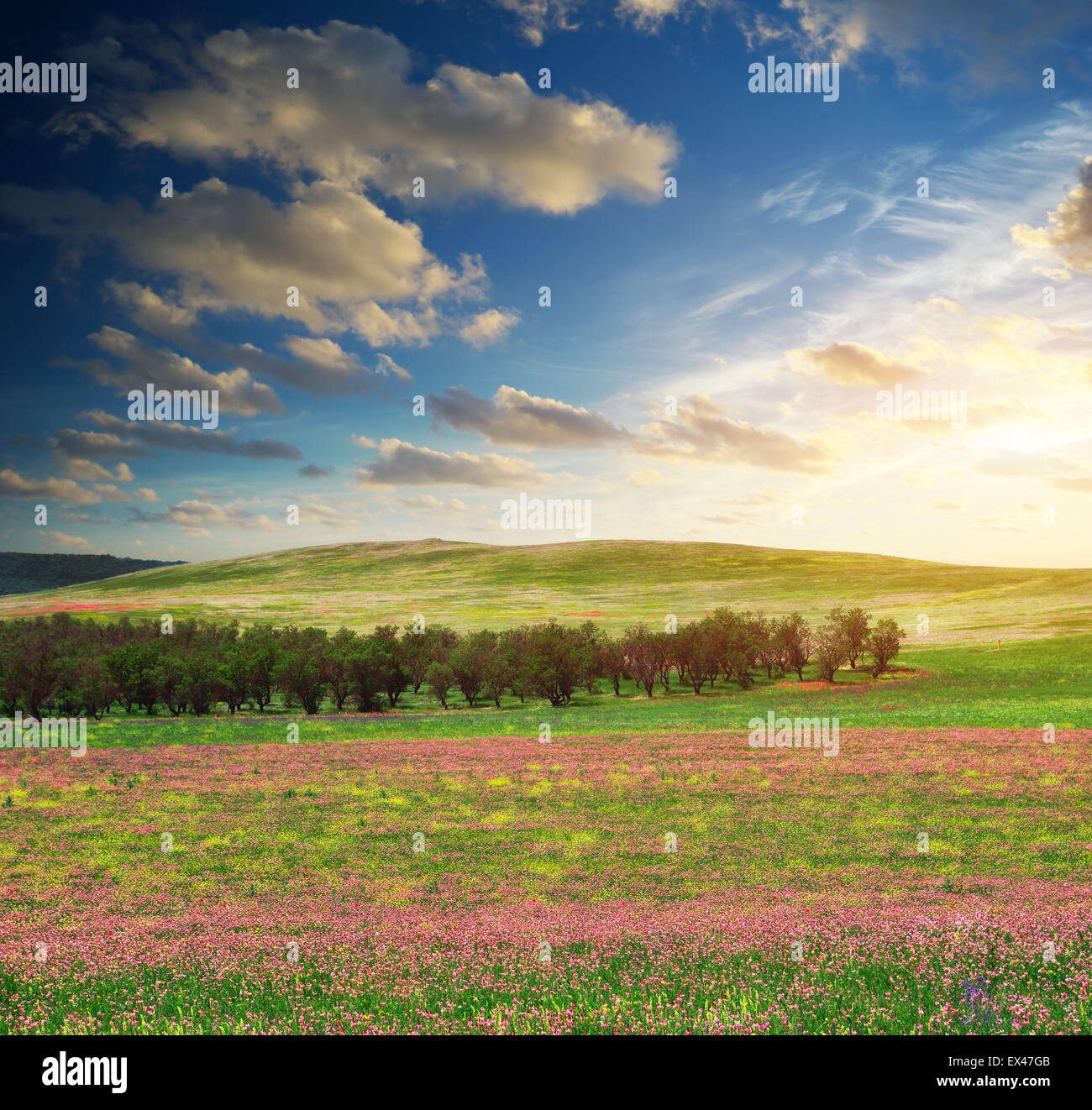 Pré des fleurs de printemps. Composition de la nature. Banque D'Images