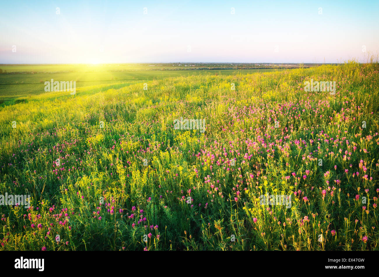 Prairie de printemps fleur violette. Composition de la nature. Banque D'Images