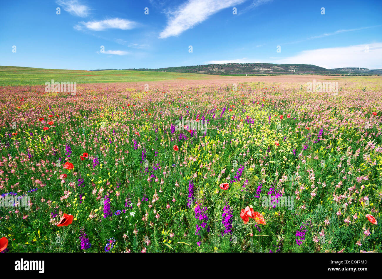 Pré des fleurs de printemps. Composition de la nature. Banque D'Images