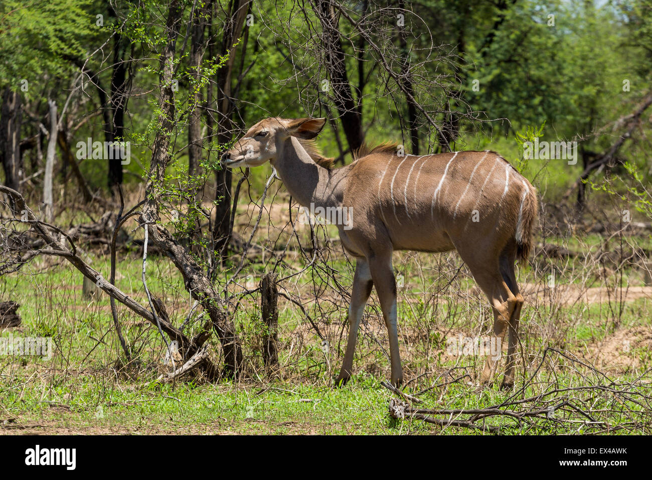 Le Kudu au Gaborone Game Reserve à Gaborone, Botswana Banque D'Images
