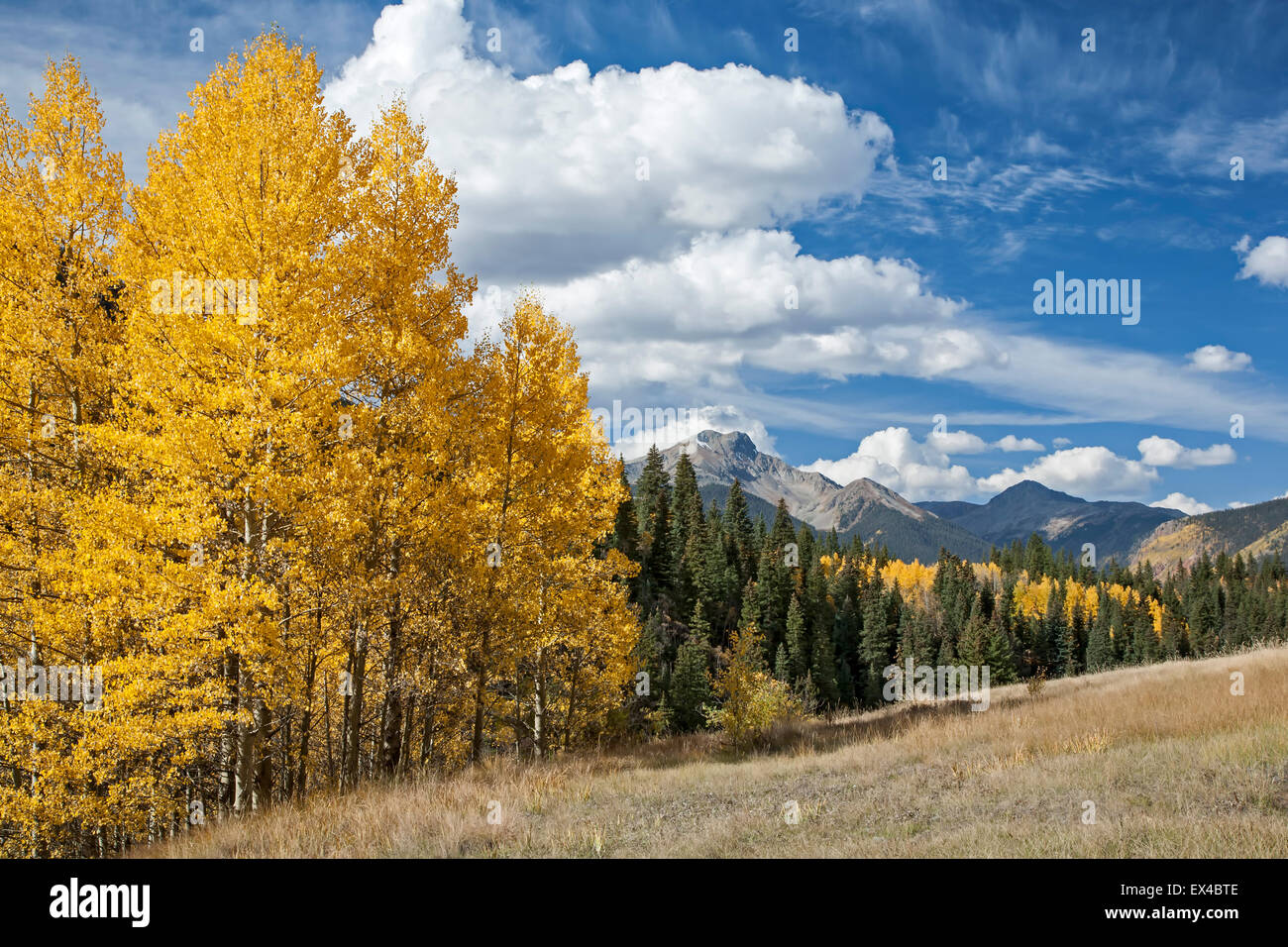 Sultan Mountain (13 368 ft.) et trembles en couleurs d'automne, les montagnes de San Juan, près de Silverton, Colorado USA Banque D'Images