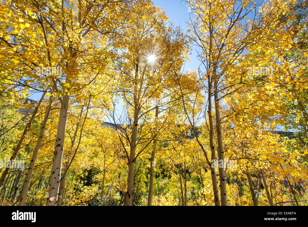 Par Sunburst trembles en couleurs d'automne, le tremble Vista Trail, Santa Fe National Forest, Nouveau Mexique USA Banque D'Images