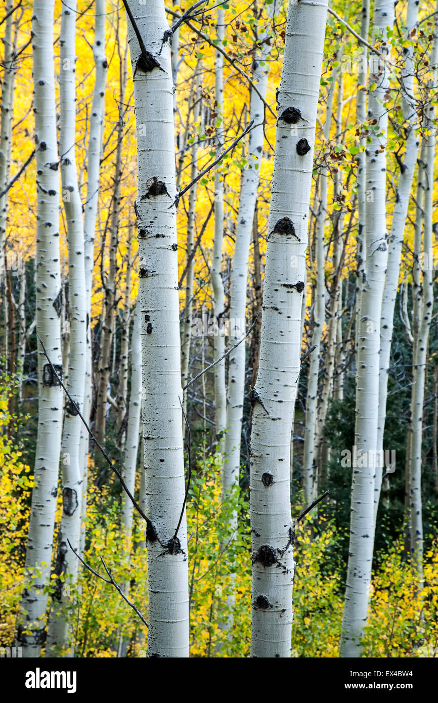 Aspen Tree trunks et couleurs d'automne, le tremble Vista Trail, Santa Fe National Forest, Nouveau Mexique USA Banque D'Images