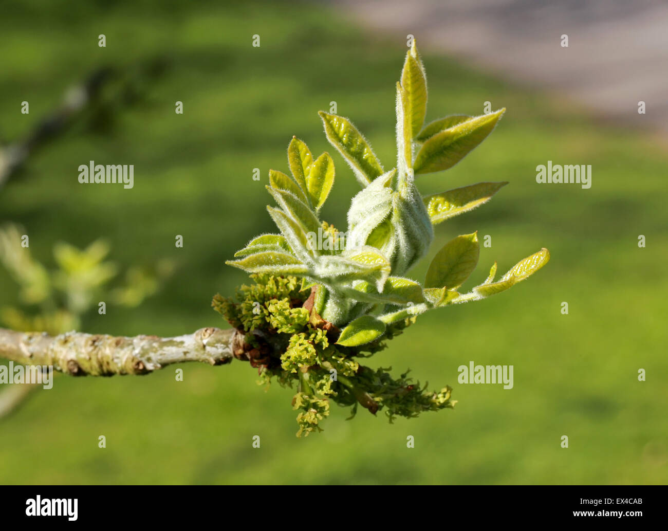 Nouveau bourgeon et les fleurs de l'oregan, frêne Fraxinus latifolia Oleaceae. L'ouest de l'Amérique du Nord. Banque D'Images