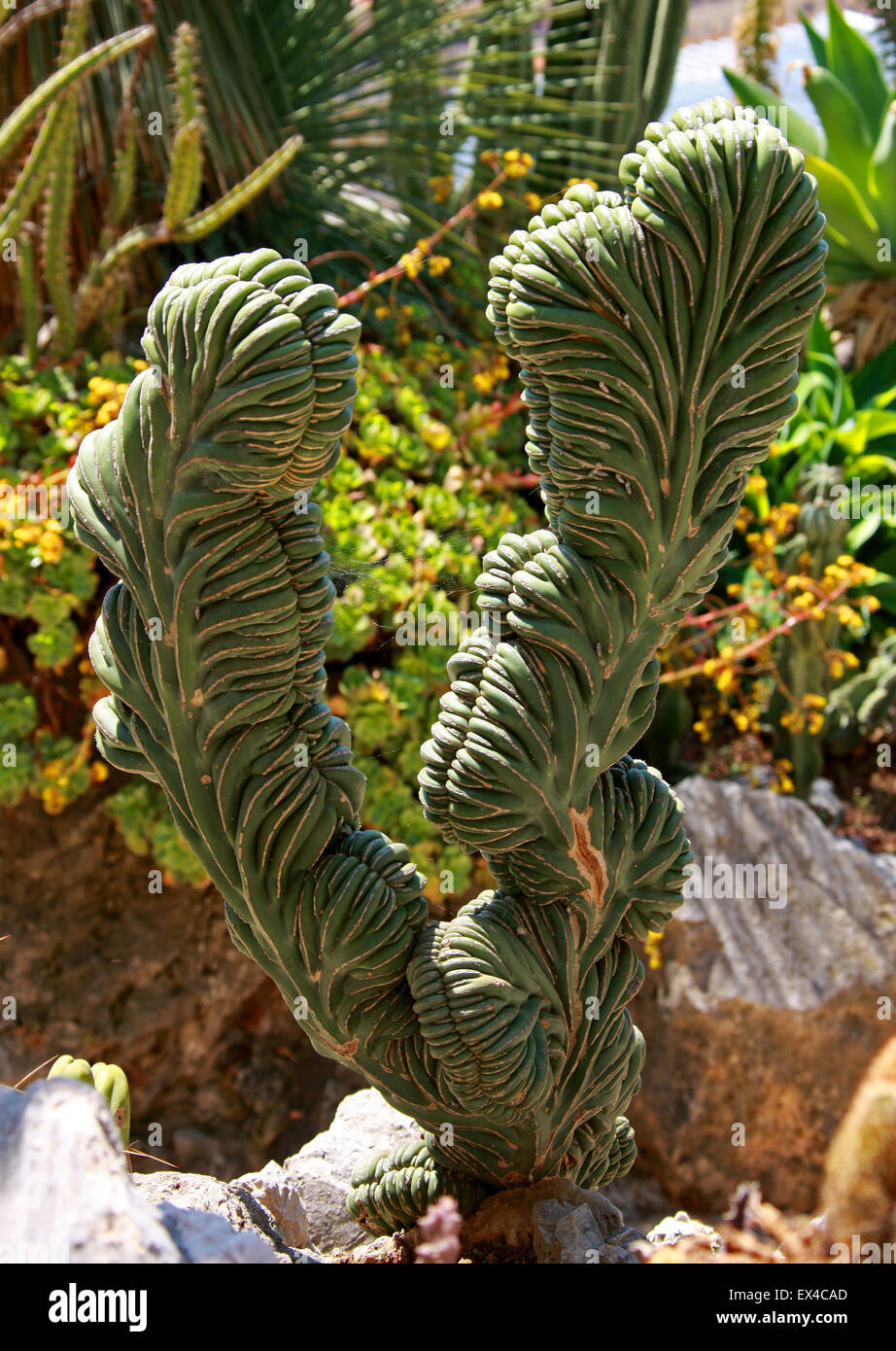 Cristate Polaskia chichipe, Cactus cristata, Cactaceae. Le Mexique. Les Jardins Botaniques de Monaco, Monaco. Banque D'Images