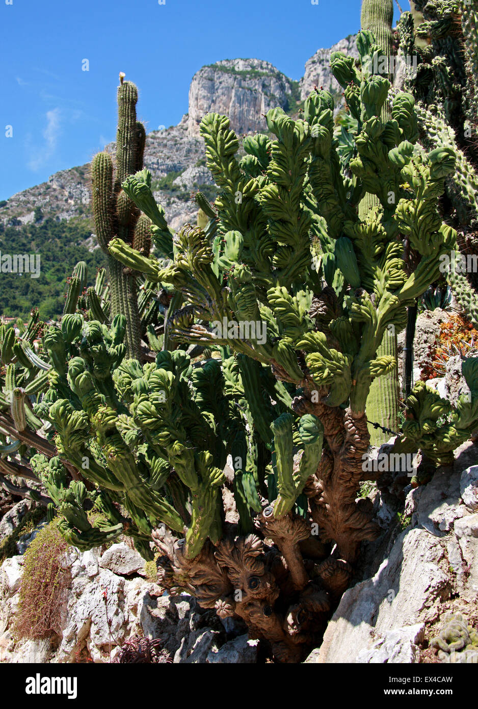 Cristate Polaskia chichipe, Cactus cristata, Cactaceae. Le Mexique. Les Jardins Botaniques de Monaco, Monaco. Banque D'Images