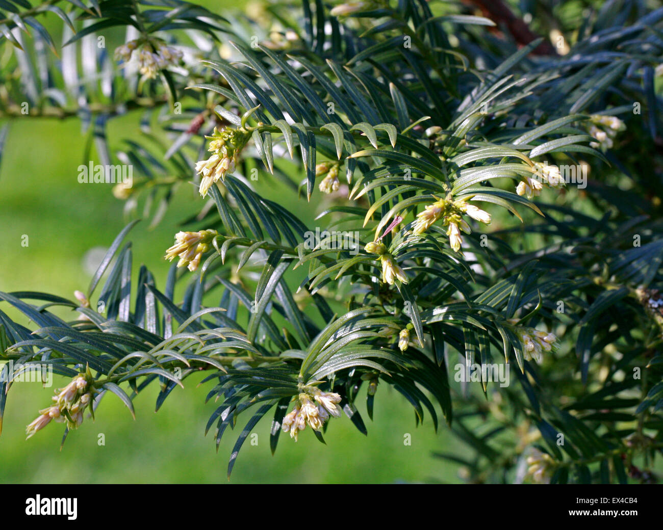 Plum Yew Taiwan Taiwan ou Cowtail, pin, Cephalotaxaceae Cephalotaxus wilsoniana. Taïwan. Banque D'Images