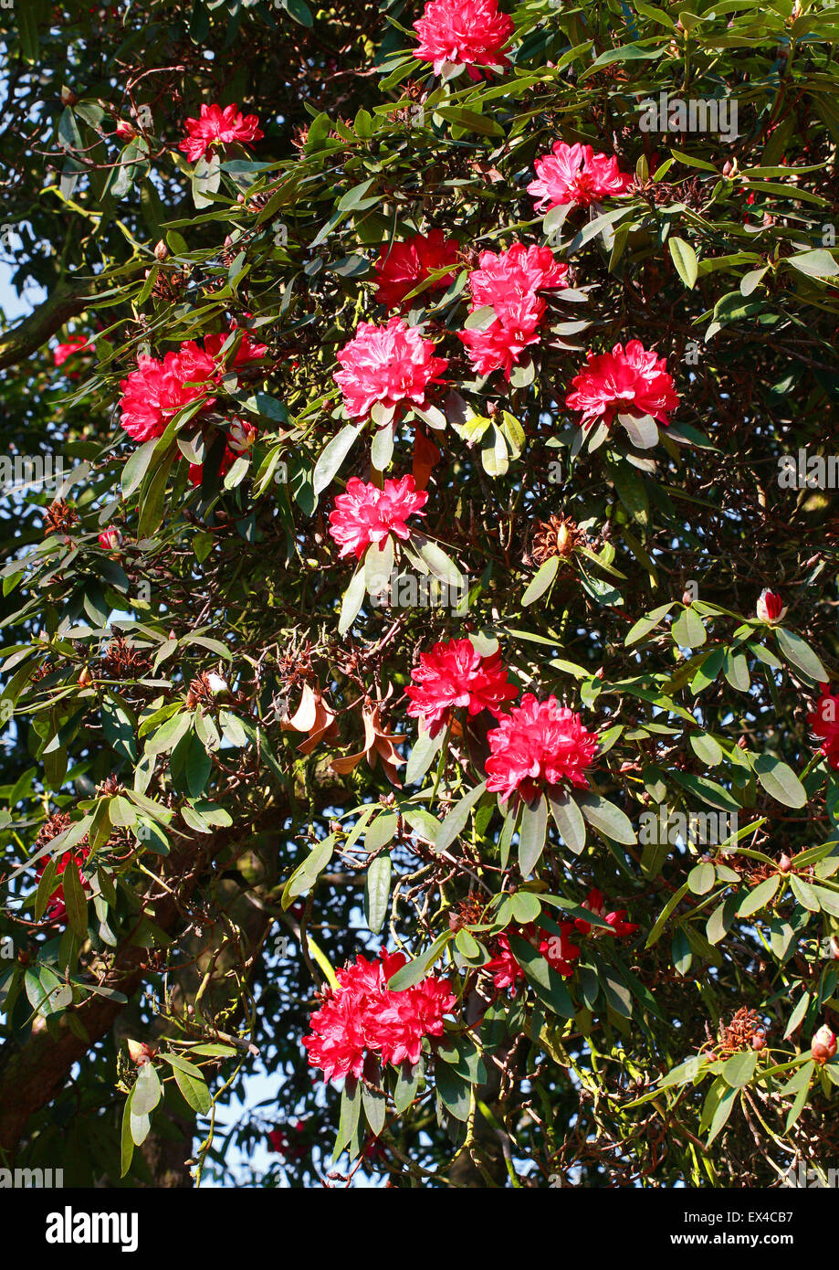 Tree, RHODODENDRON Rhododendron arboreum, Ericaceae. Asie tempérée. Banque D'Images