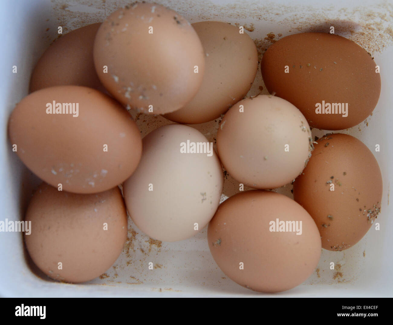 Les oeufs bruns frais Banque D'Images