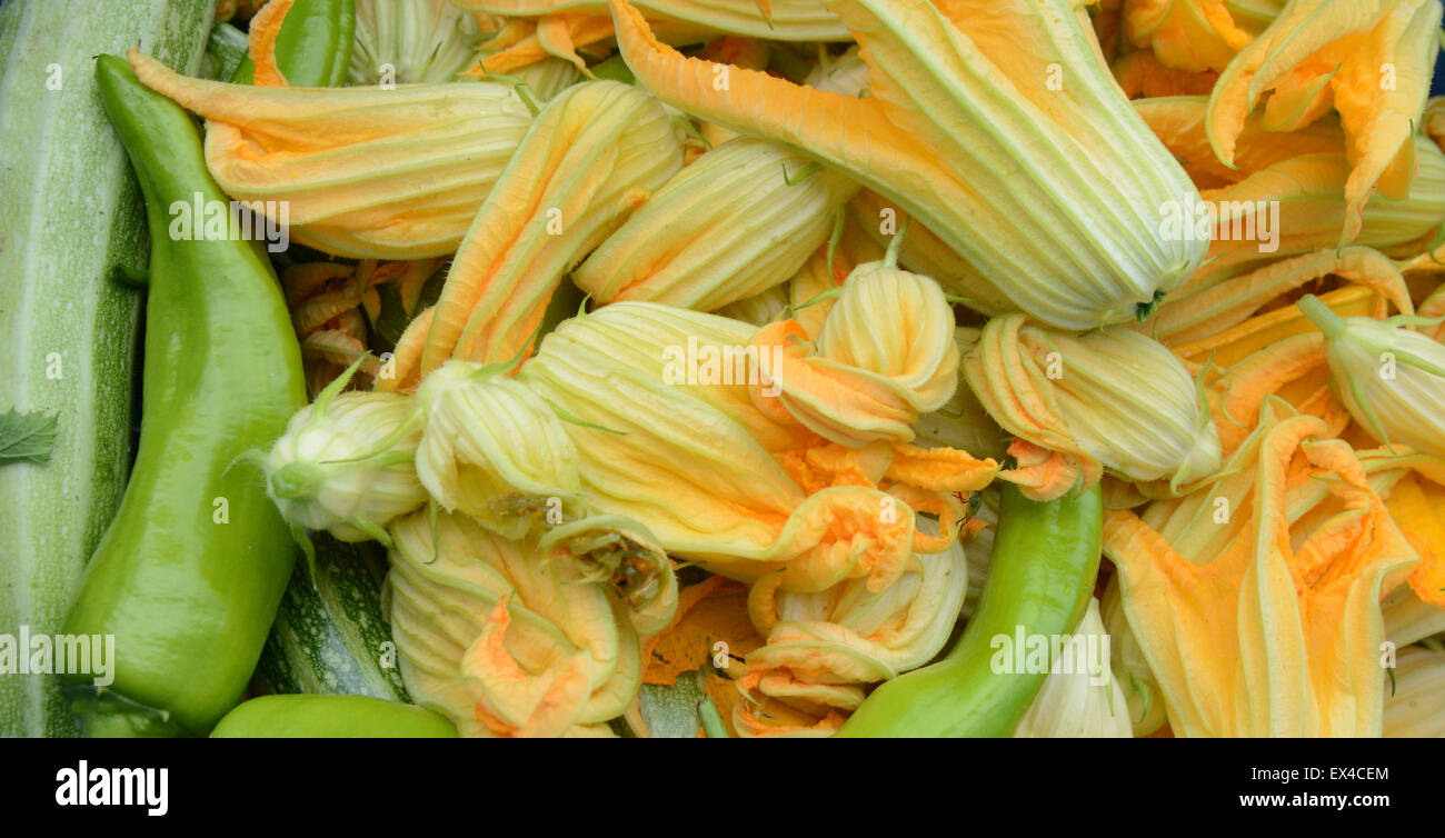 Fleurs de courgettes fraîches Banque D'Images