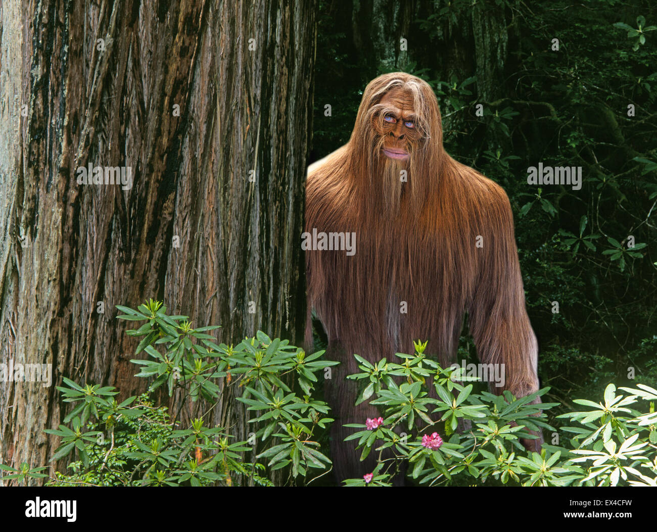 Un Bigfoot Sasquatch ou caché dans une forêt tropicale dense dans le nord-ouest du Pacifique Banque D'Images