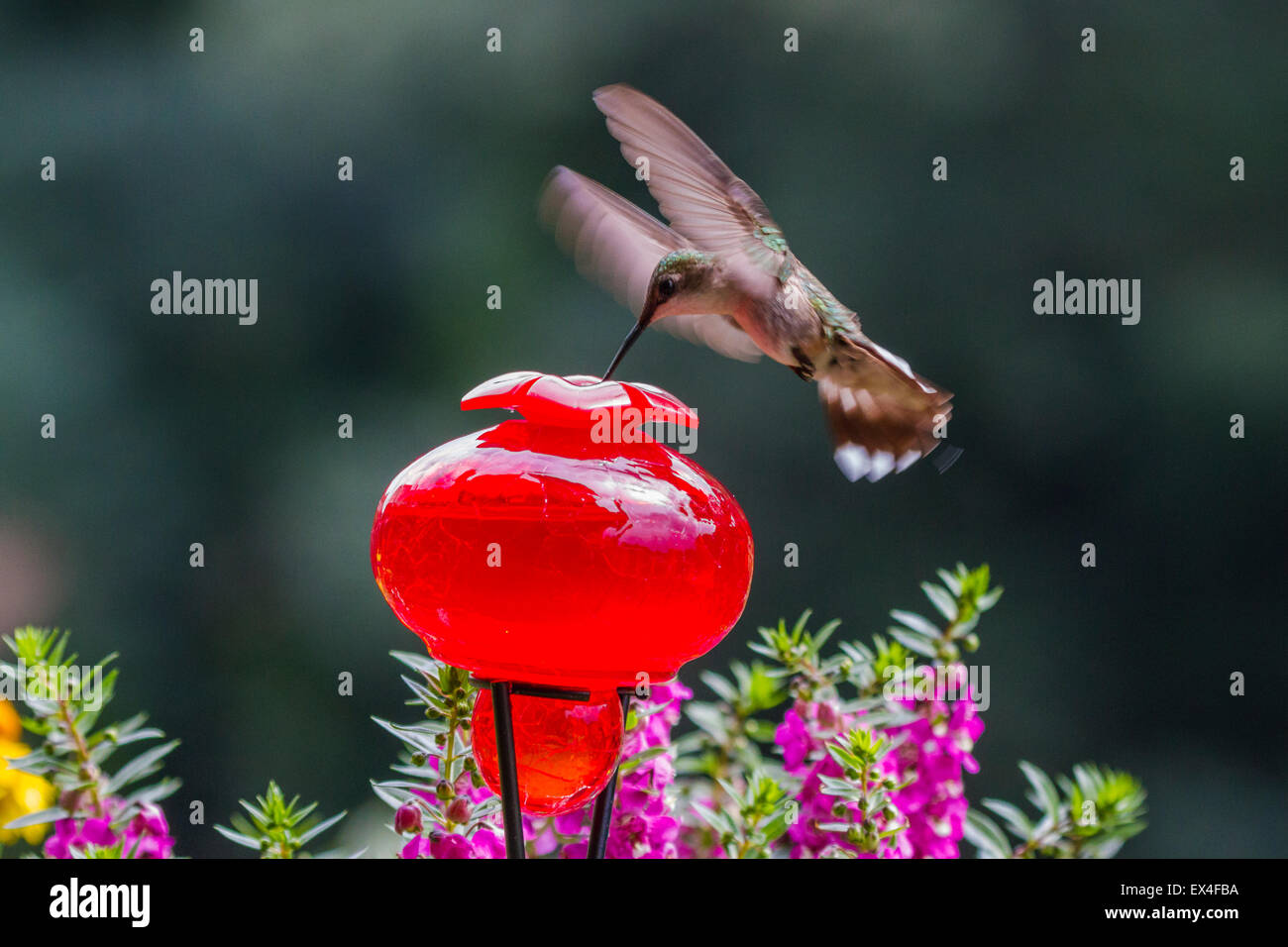 Une femelle colibri à gorge rubis (Archilochus colubris) à un convoyeur de jardin Banque D'Images