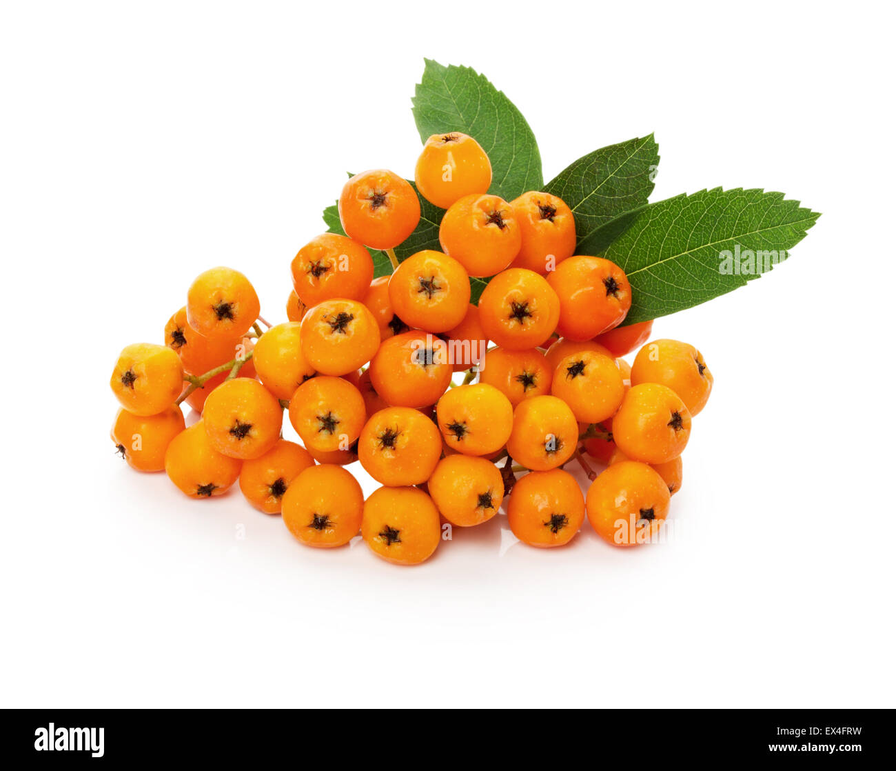 Ashberry orange isolé sur fond blanc. Banque D'Images