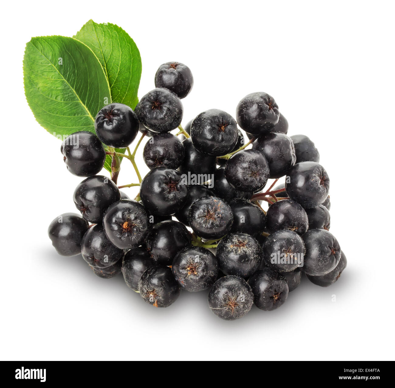 Branche de l'aronie noire (Aronia melanocarpa) isolé sur le fond blanc. Banque D'Images