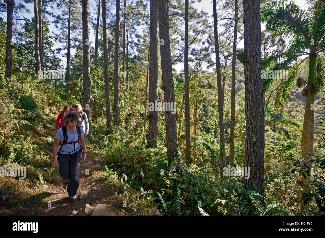 Vue horizontale de touristes de trekking à travers le Parc National Turquino, Cuba. Banque D'Images