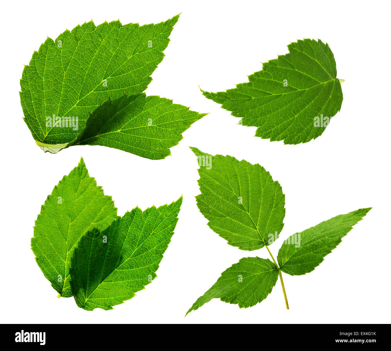 Feuilles de mûres sur le fond blanc. Banque D'Images