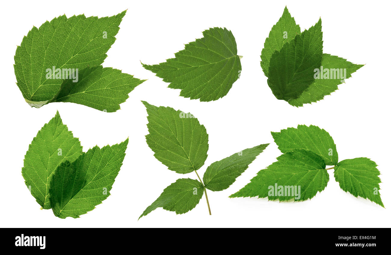 Feuilles de terminal blackberry isolé sur le fond blanc. Banque D'Images