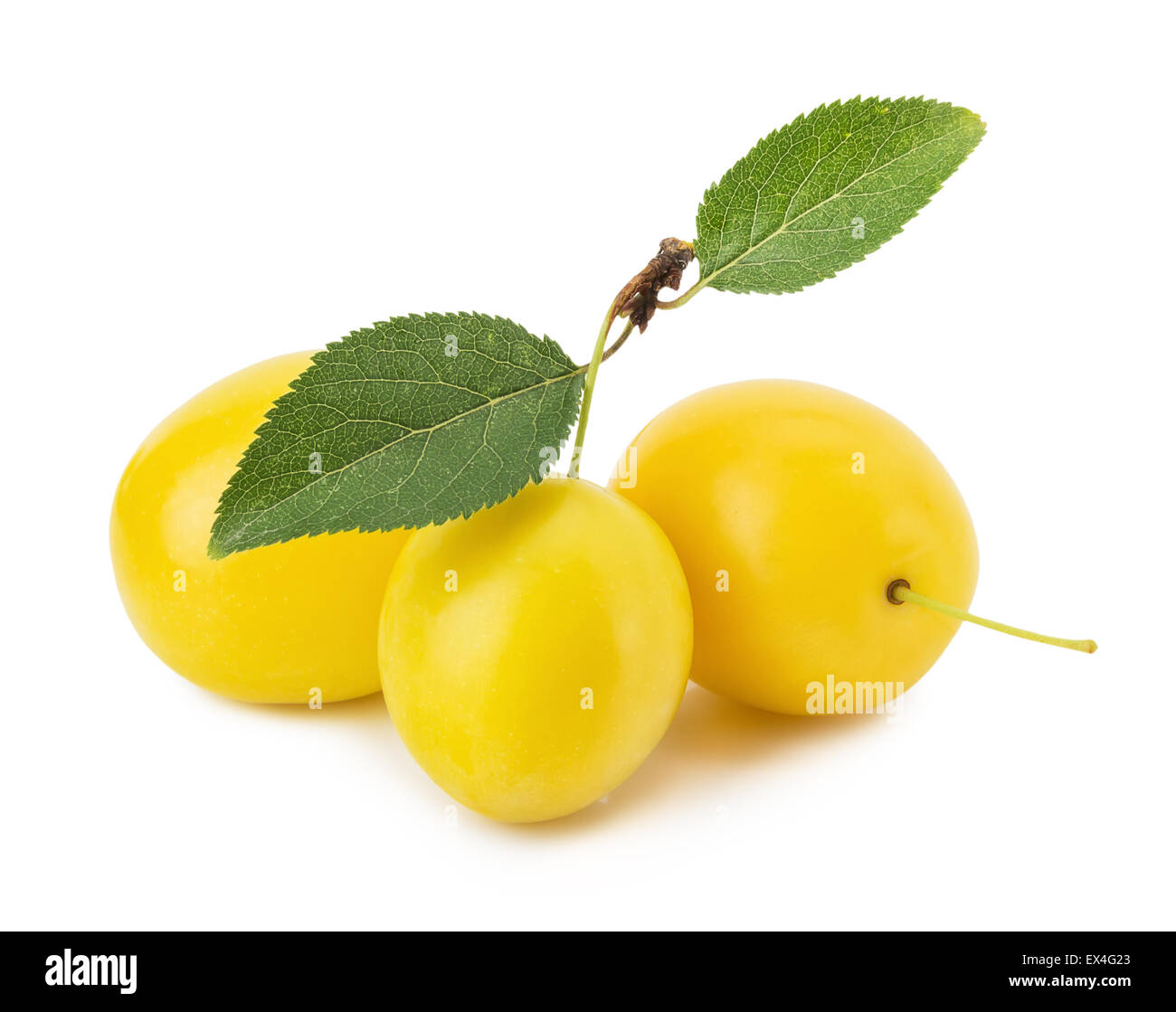 Les prunes cerise jaune isolé sur fond blanc. Banque D'Images