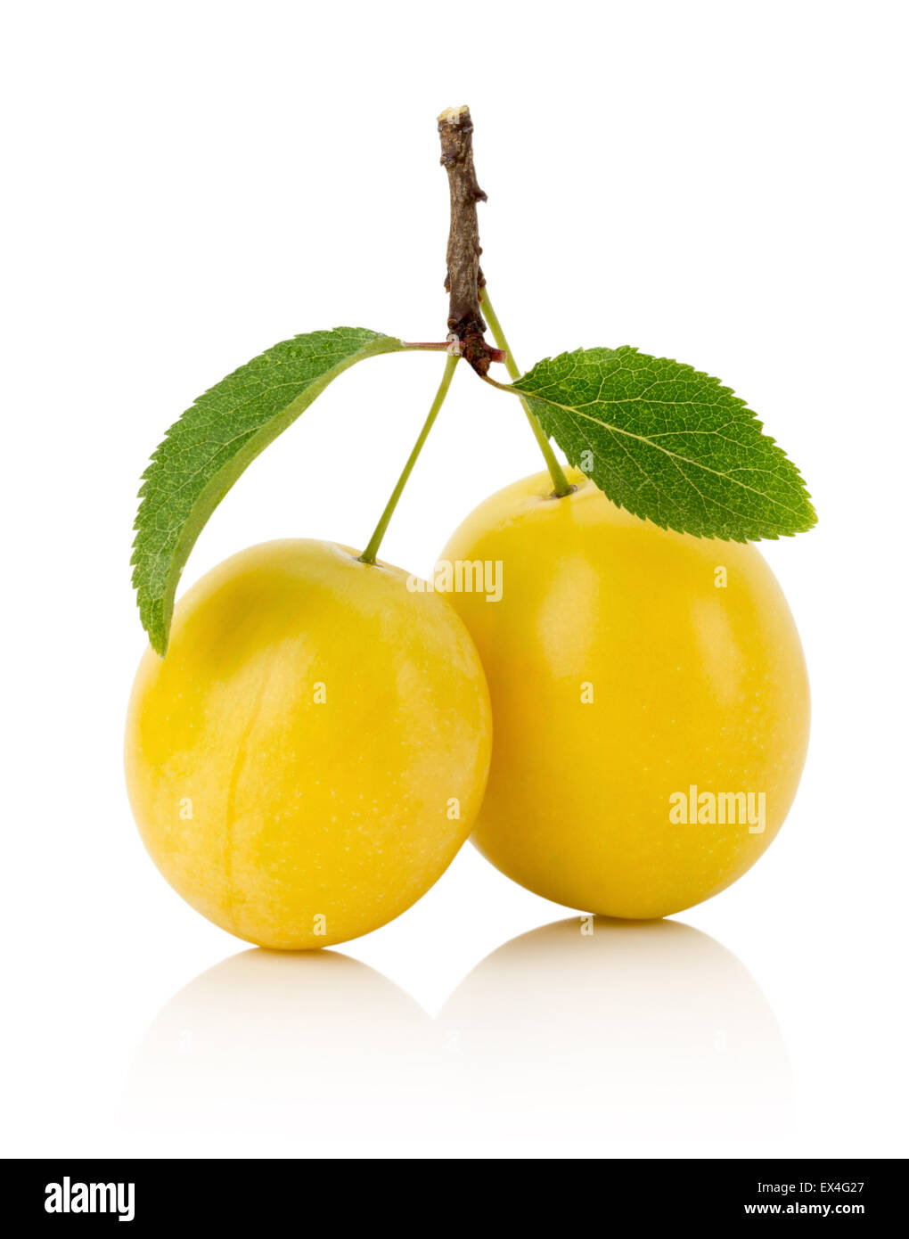 Les prunes cerise jaune isolé sur fond blanc. Banque D'Images