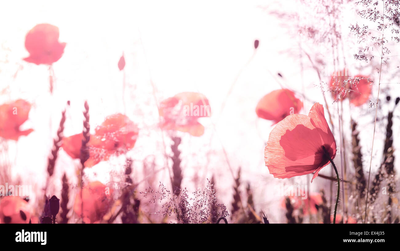 Retro photo filtré de l'été fleurs de pavot, prairie avec une faible profondeur de champ. Banque D'Images