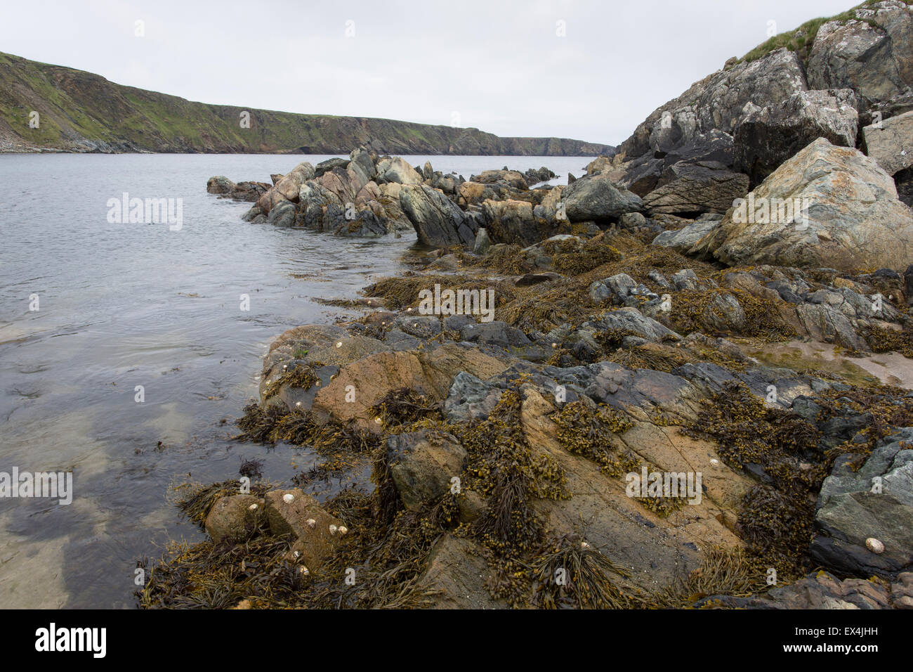 Rocky seashore et fucus vésiculeux, Norwick, Unst, Shetland Banque D'Images