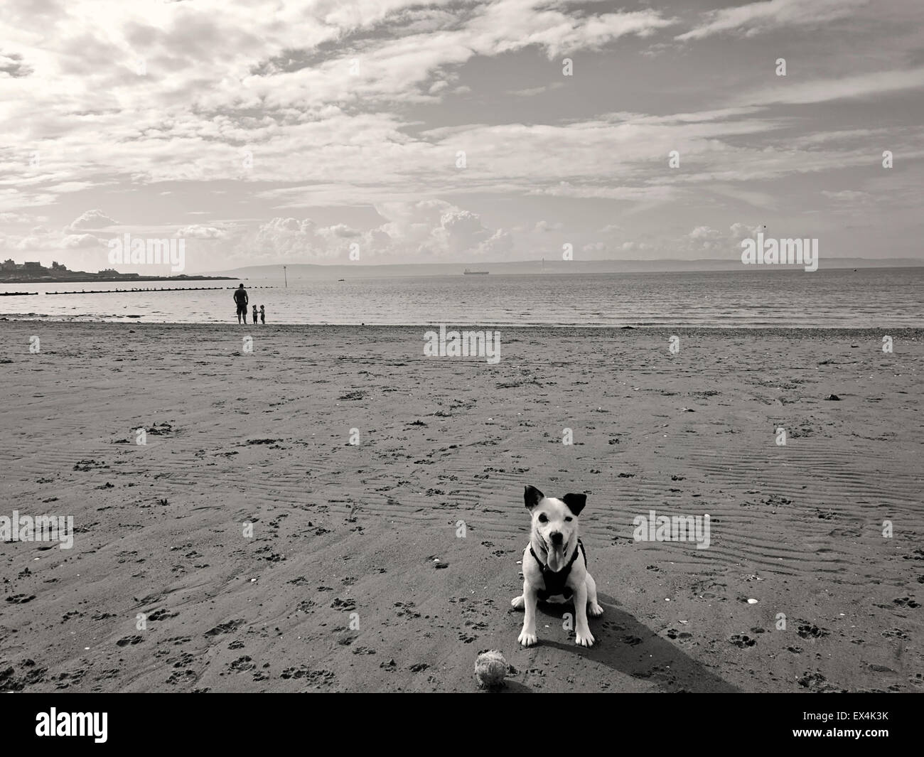 Photo en noir et blanc du petit chien, Jack Russell sur plage à Bangor, comté de Down, Irlande du Nord Banque D'Images