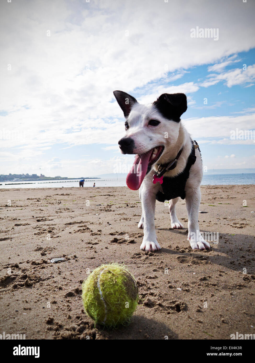 Chien Jack Russell sur la plage avec balle de tennis jaune Banque D'Images