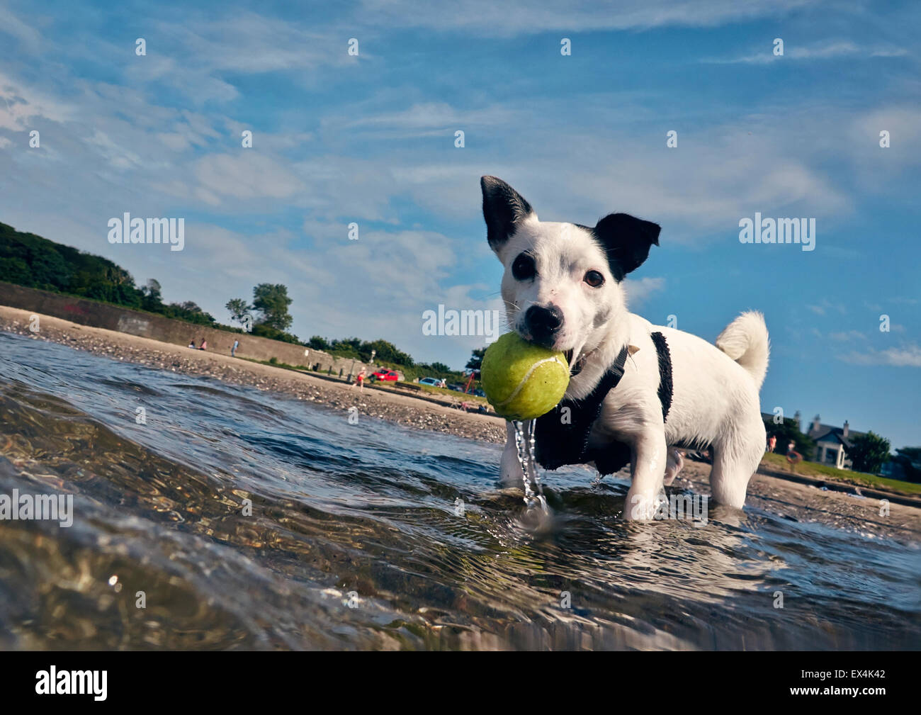 Un Jack Russell dans la mer d'Irlande près de l'esplanade à Bangor, Irlande du Nord Banque D'Images