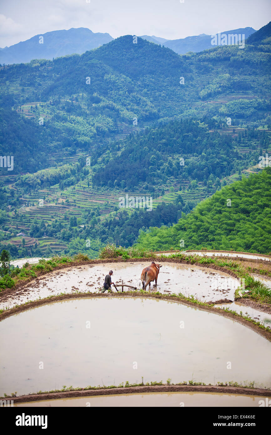 Asian farmer travaillant sur le champ de riz en terrasses Banque D'Images