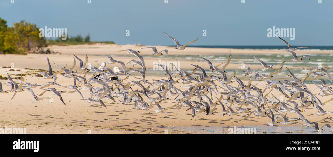 Troupeau de sterne caspienne, les oiseaux de mer sur la plage Banque D'Images